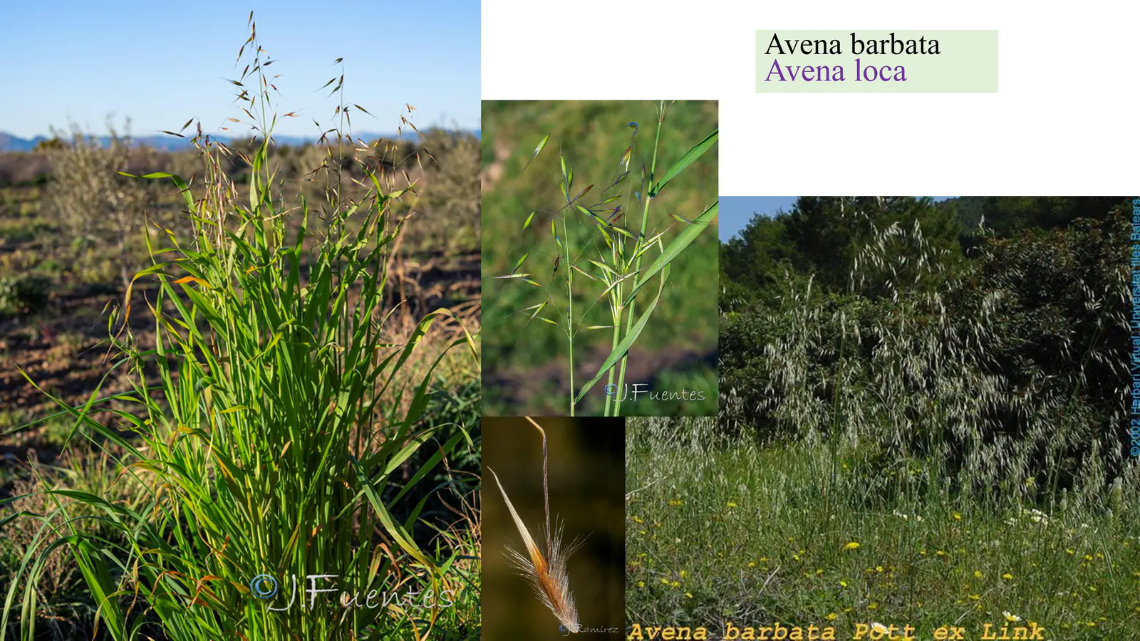 Avena barbata