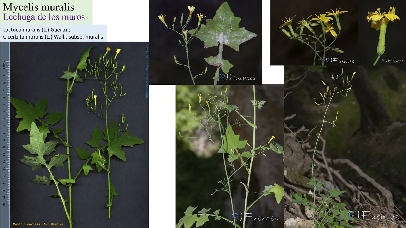 Mycelis muralis