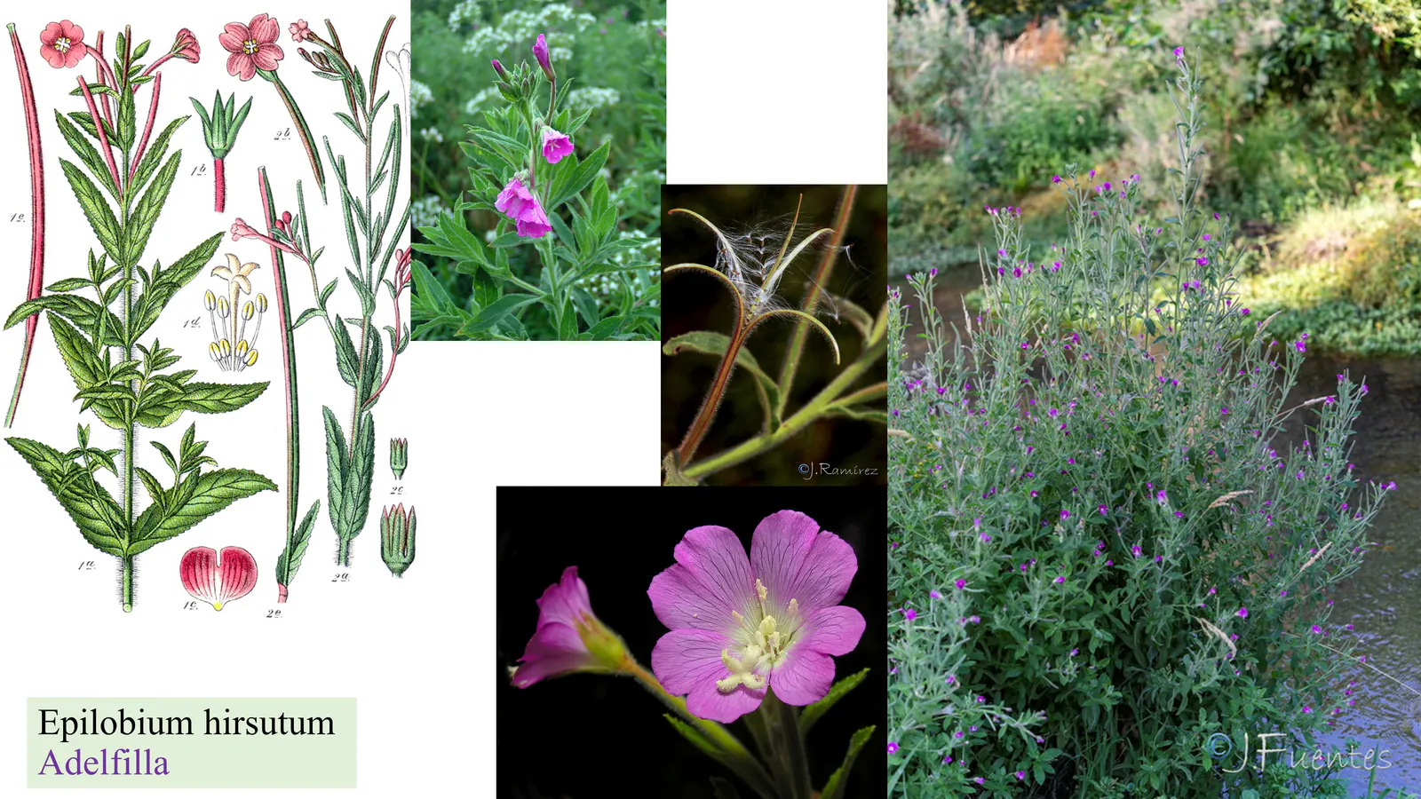 Epilobium hirsutum