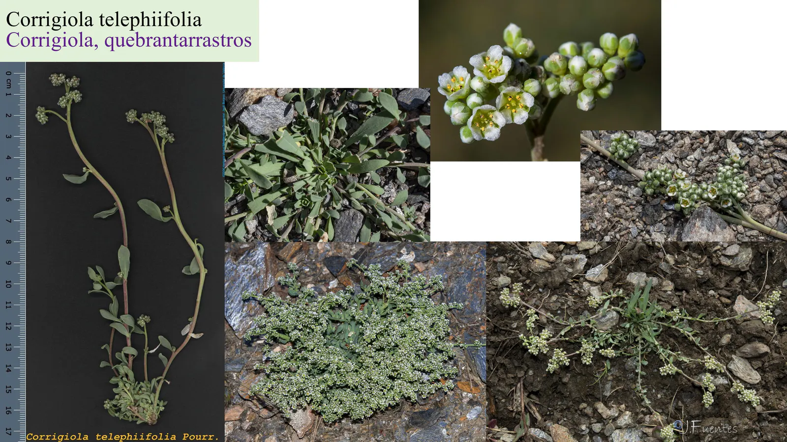 Corrigiola telephiifolia