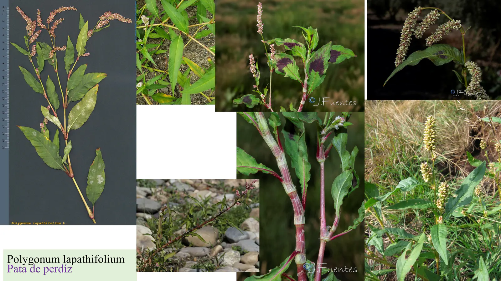 Polygonum lapathifolium