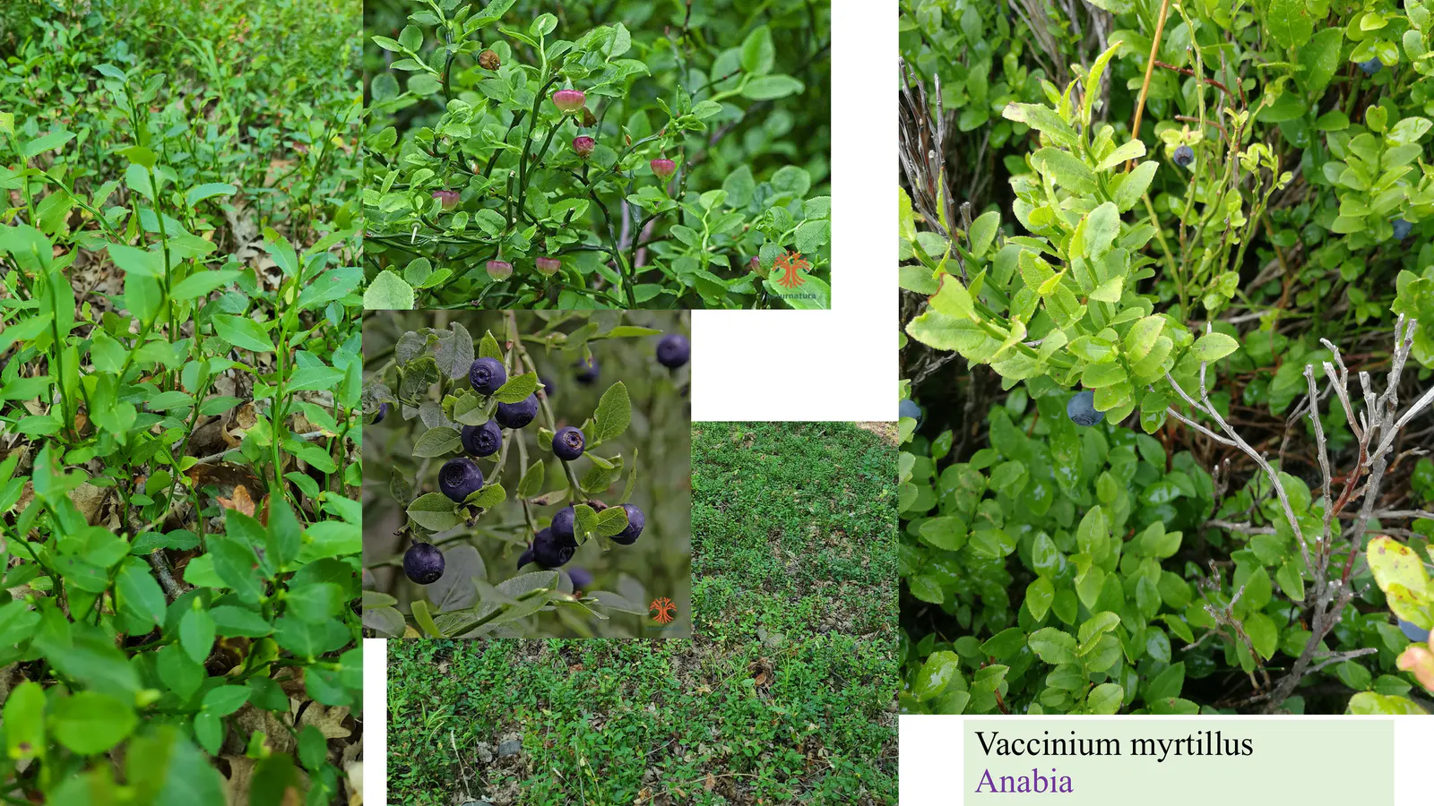 Vaccinium myrtillus