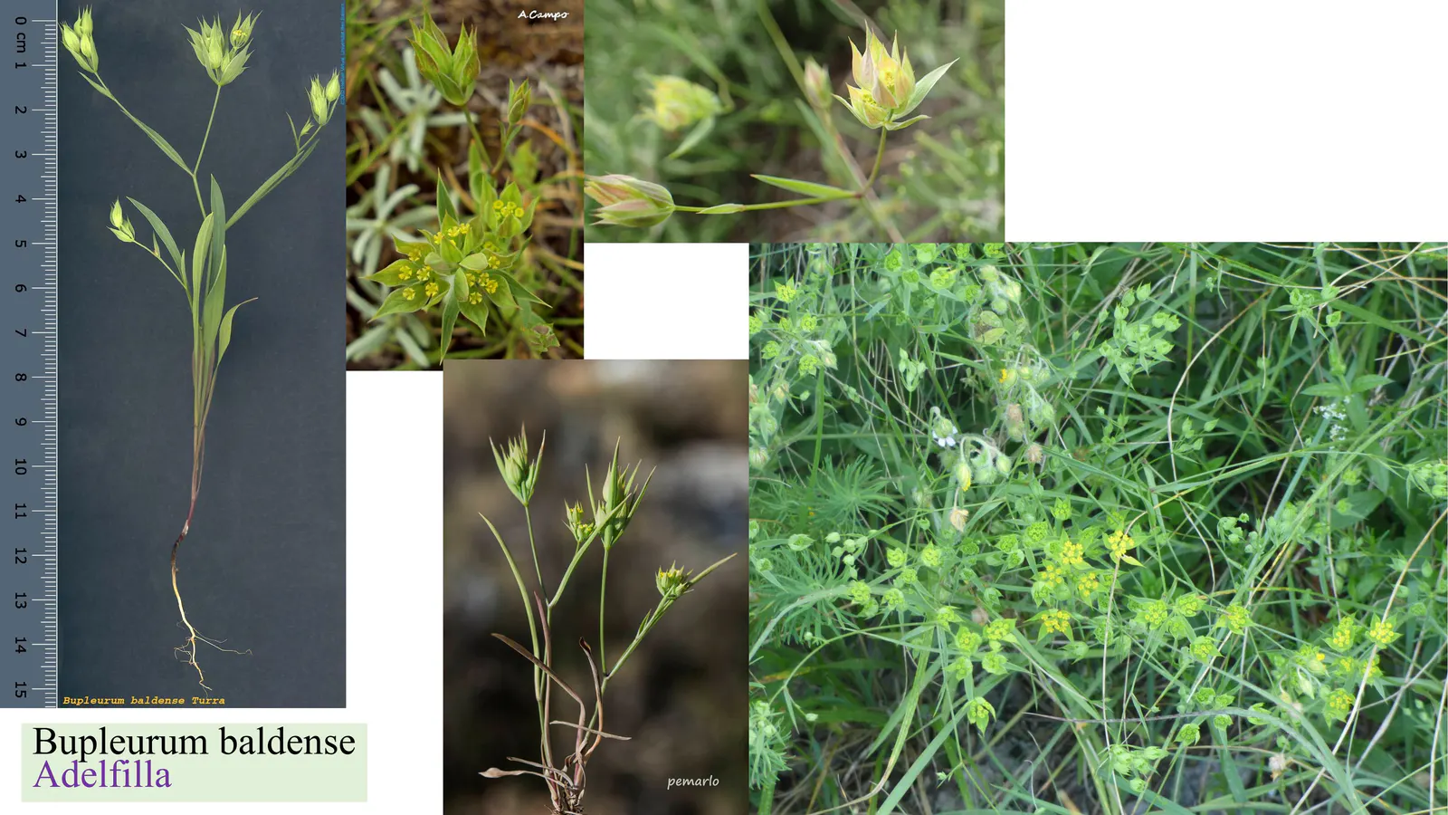 Bupleurum baldense
