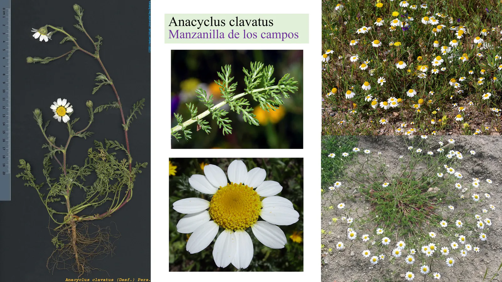Anacyclus