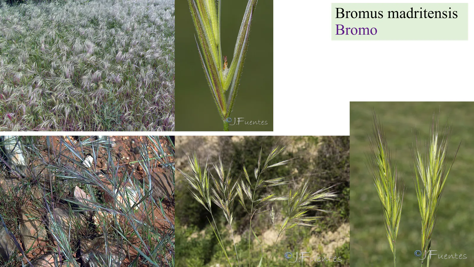 Bromus madritensis