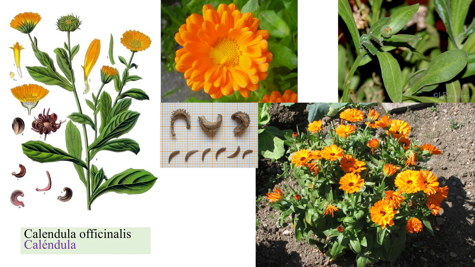 Calendula officinalis