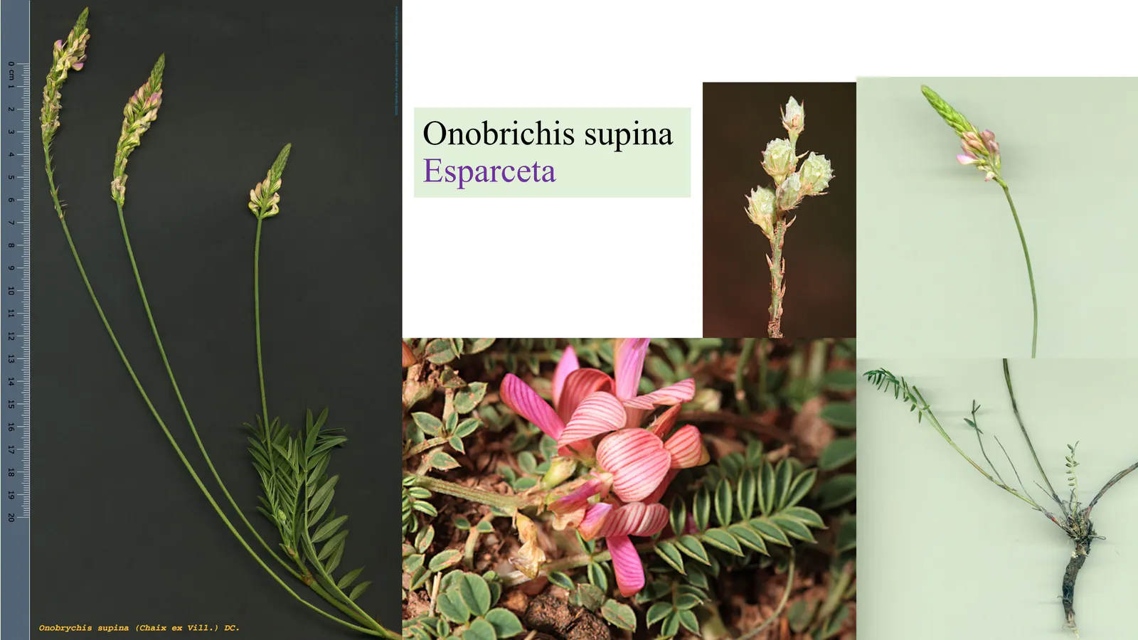 Onobrychis supina