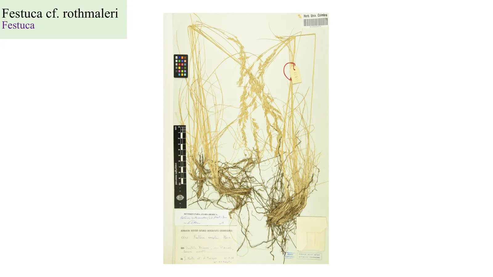 Festuca cf. rothmaleri