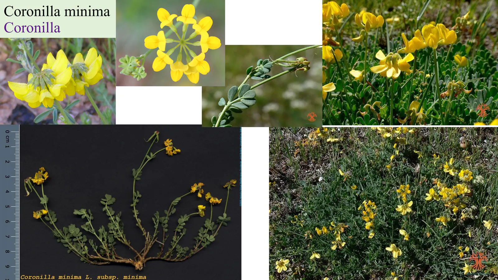 Coronilla minima
