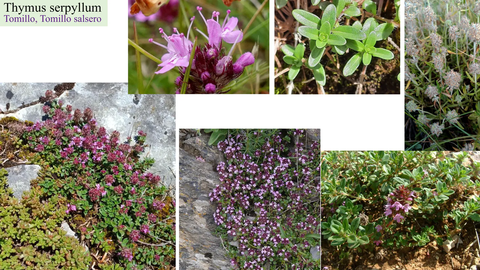Thymus serpyllum