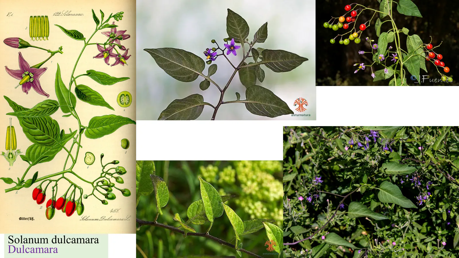 Solanum dulcamara