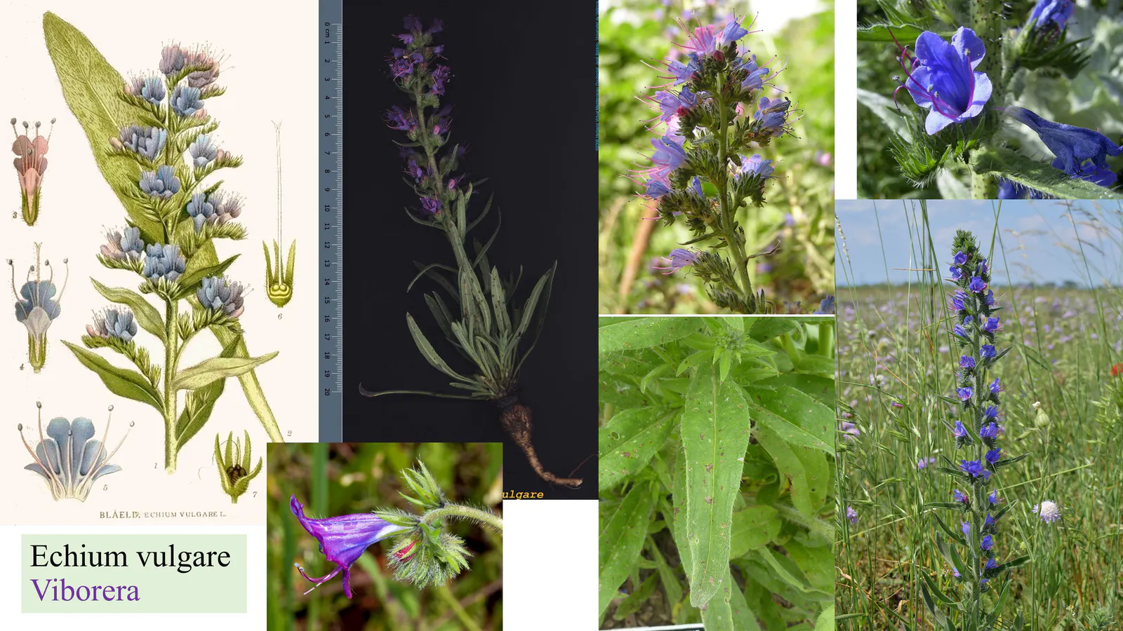 Echium vulgare