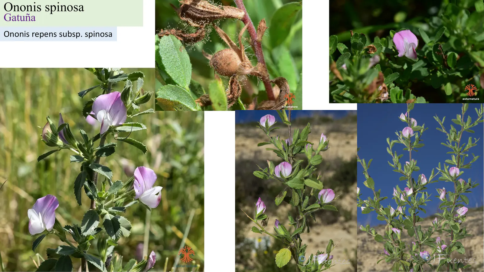 Ononis spinosa