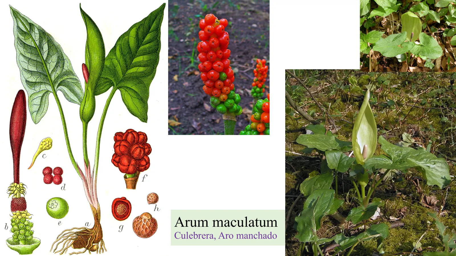 Arum maculatum