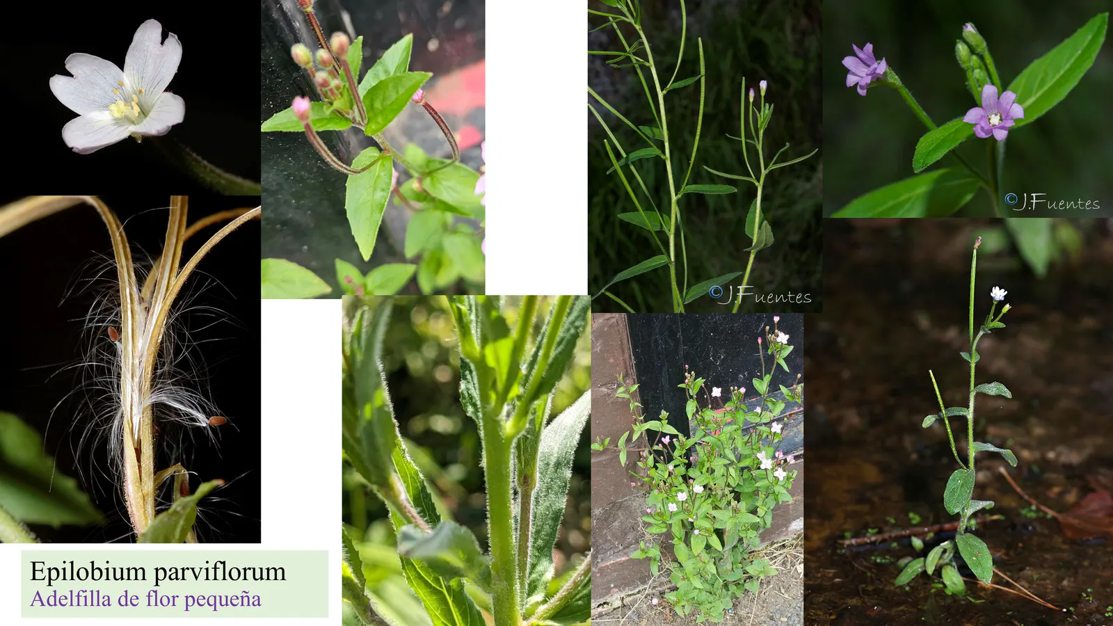 Epilobium parviflorum