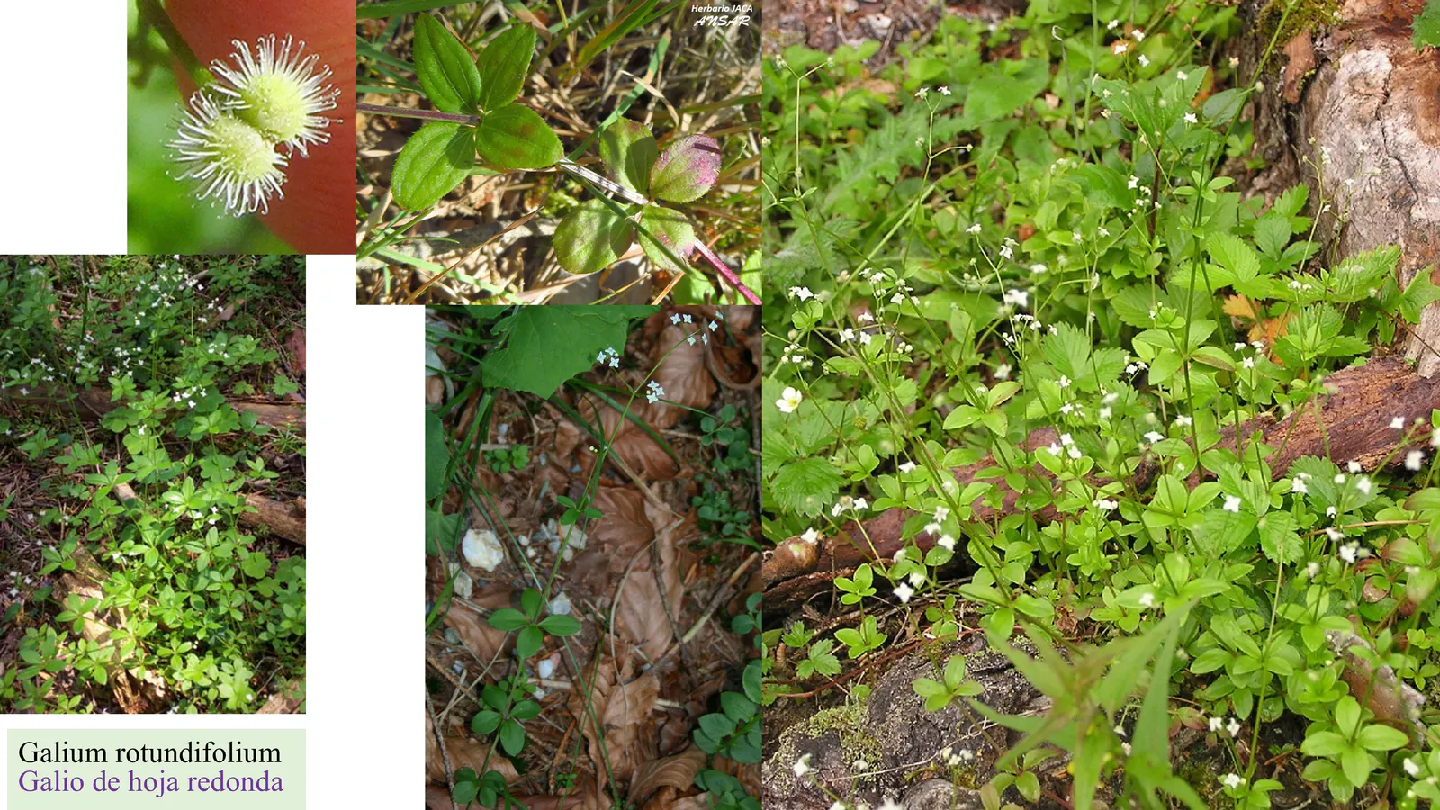 Galium rotundifolium