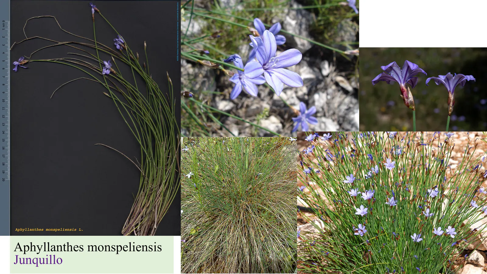 Aphyllanthes monspeliensis
