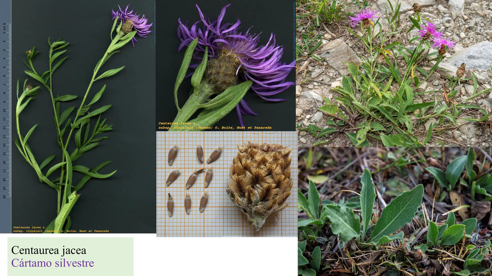 Centaurea jacea