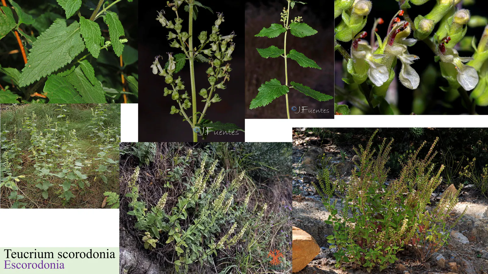 Teucrium scorodonia