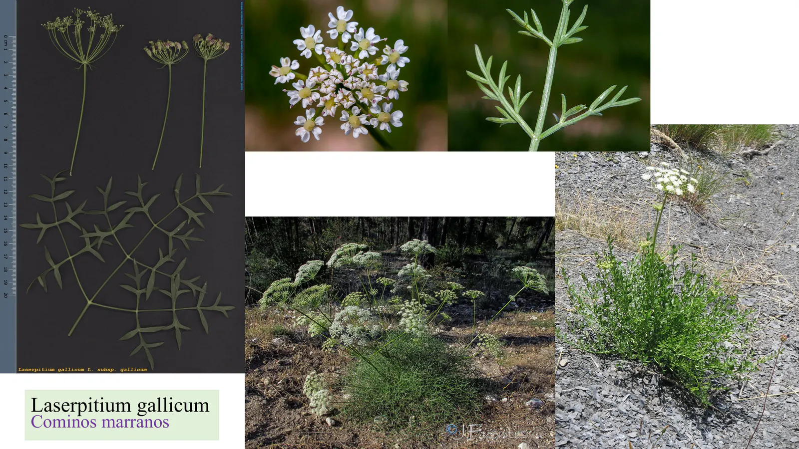 Laserpitium gallicum