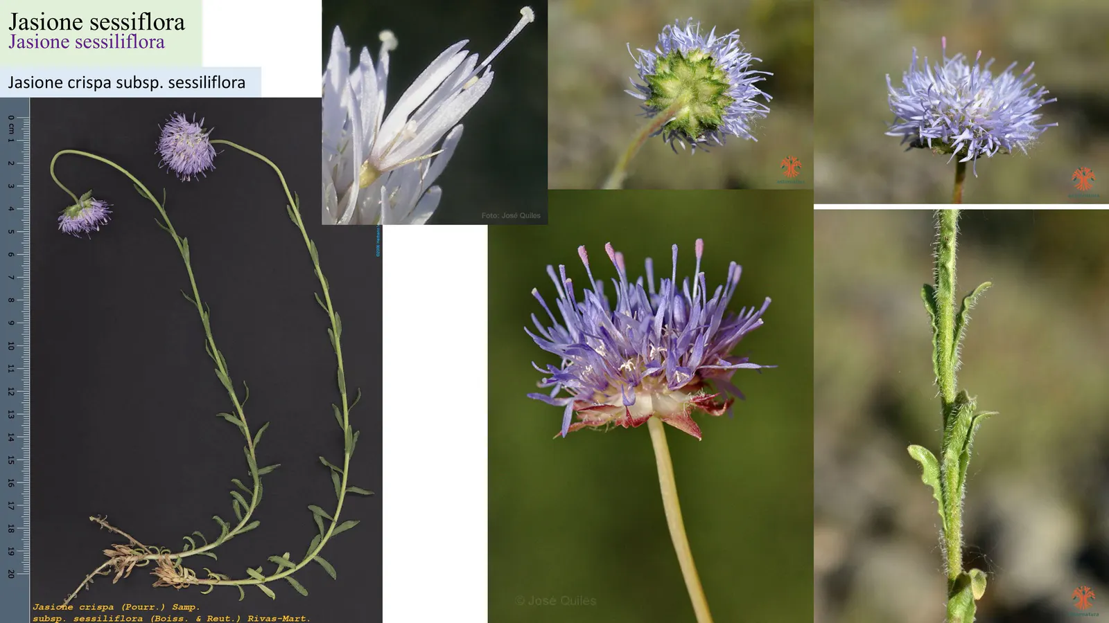 Jasione sessiliflora