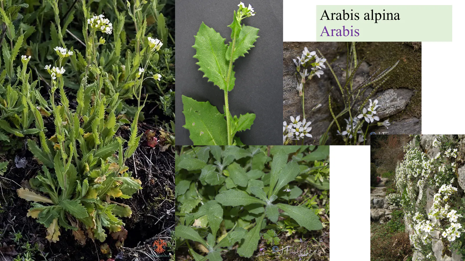 Arabis alpina