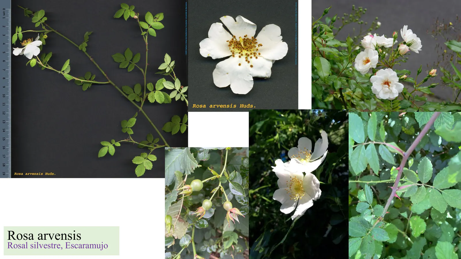 Rosa arvensis