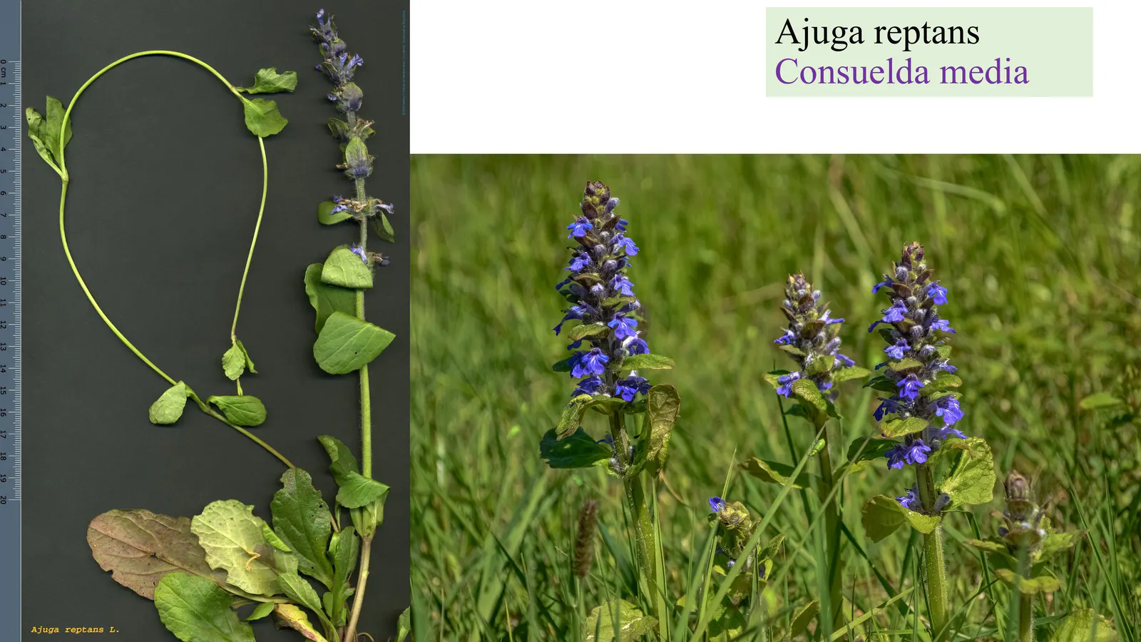 Ajuga reptans