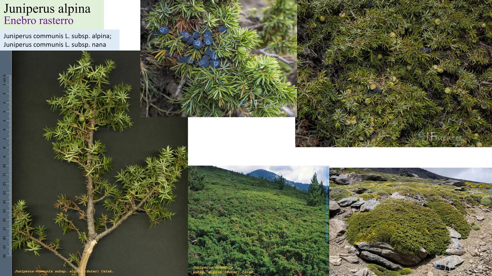 Juniperus alpina