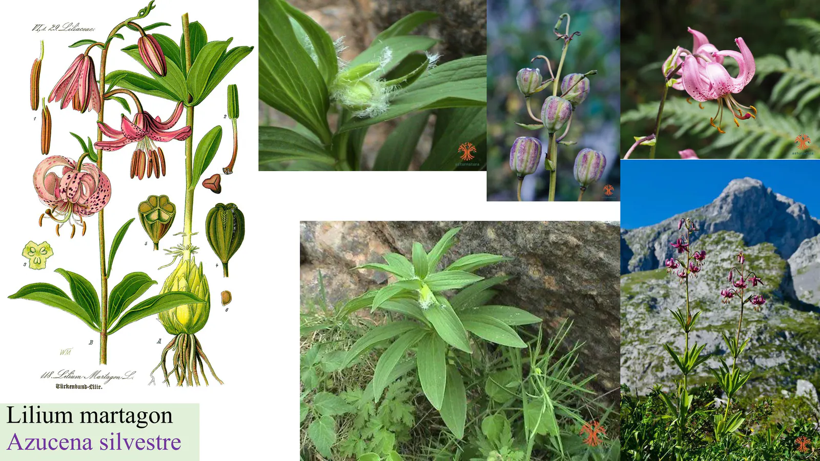 Lilium martagon