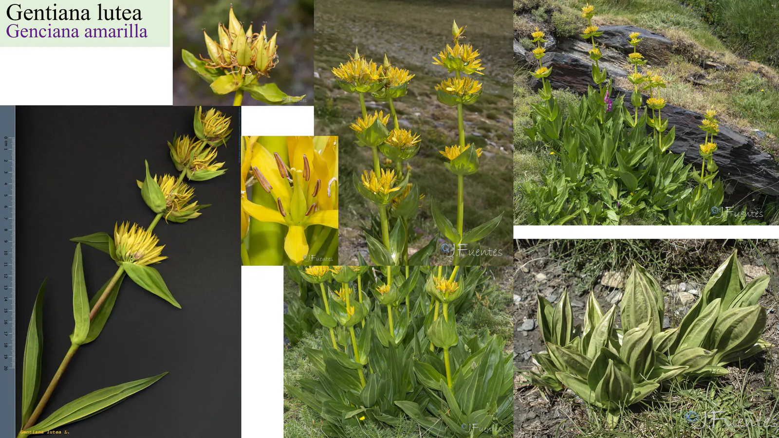 Gentiana lutea