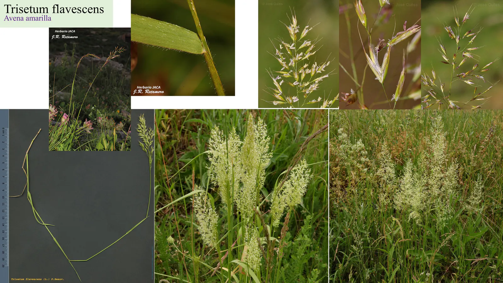 Trisetum flavescens