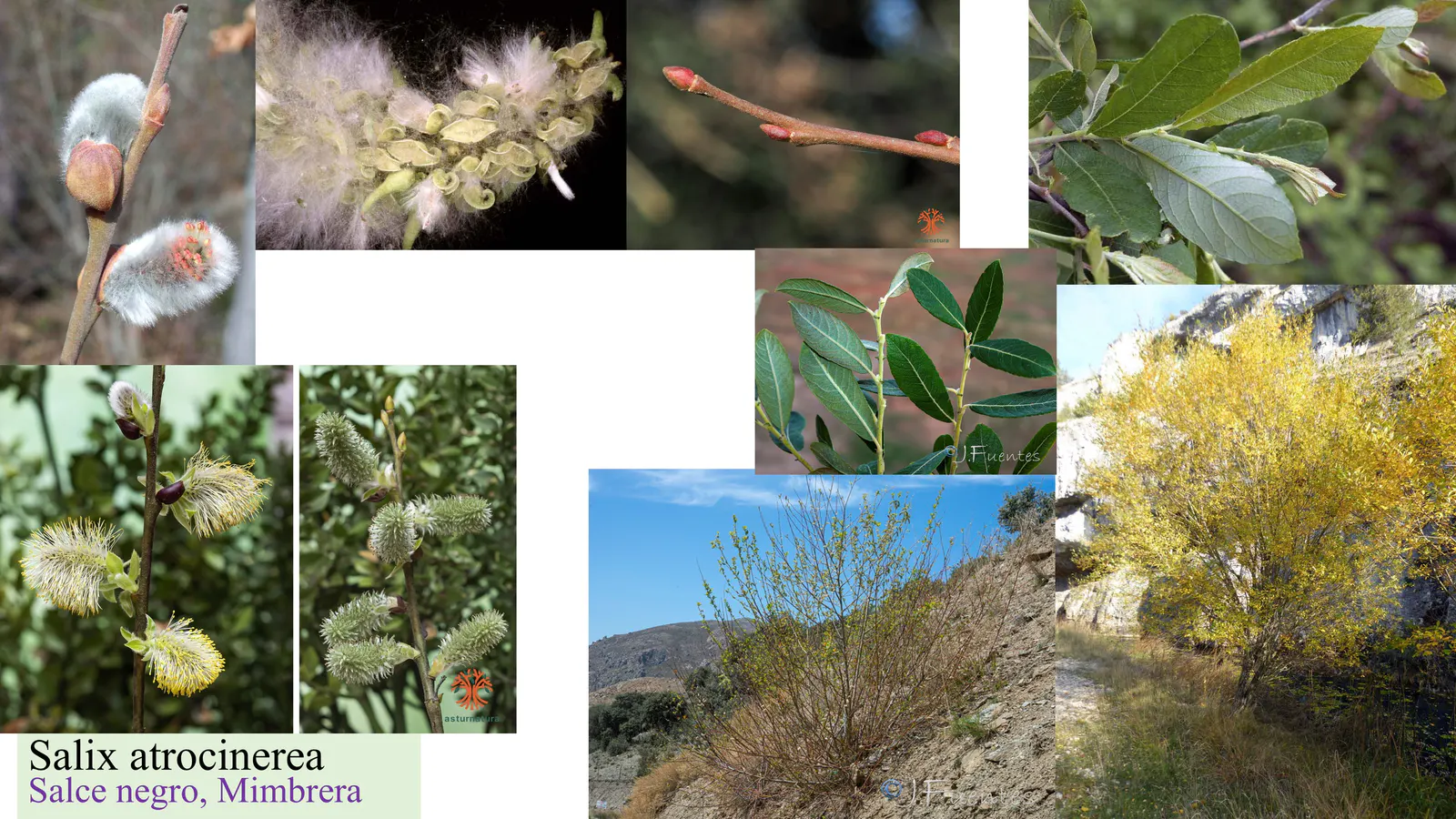 Salix atrocinerea
