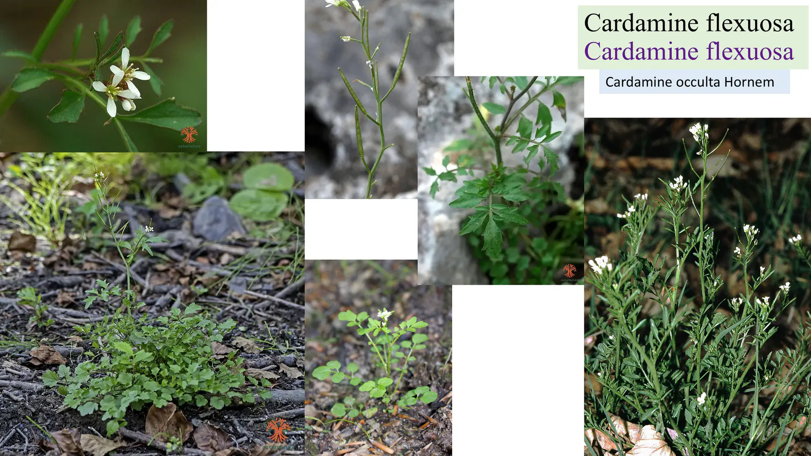 Cardamine flexuosa