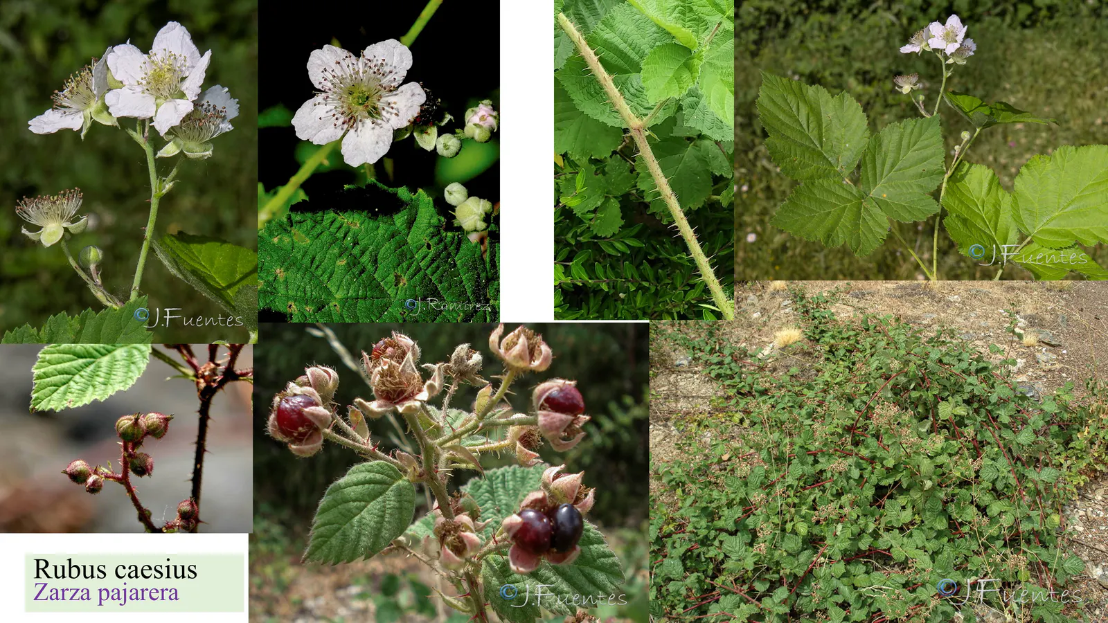 Rubus caesius