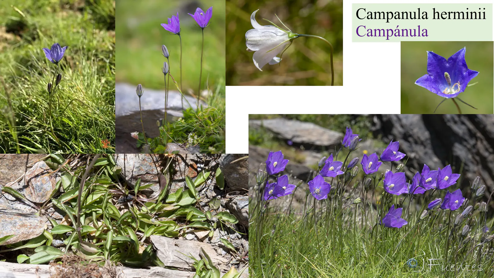 Campanula herminii