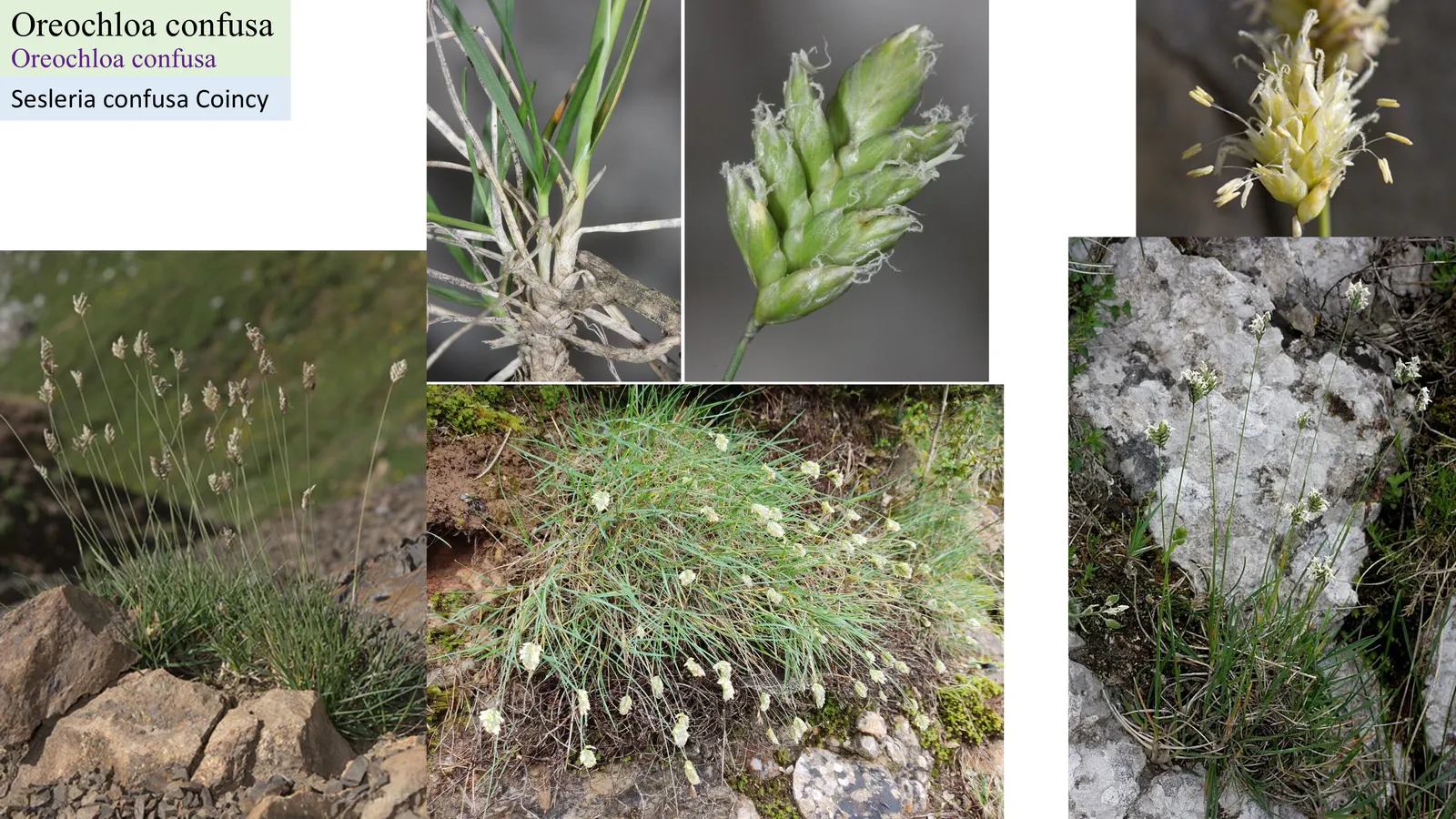 Oreochloa confusa