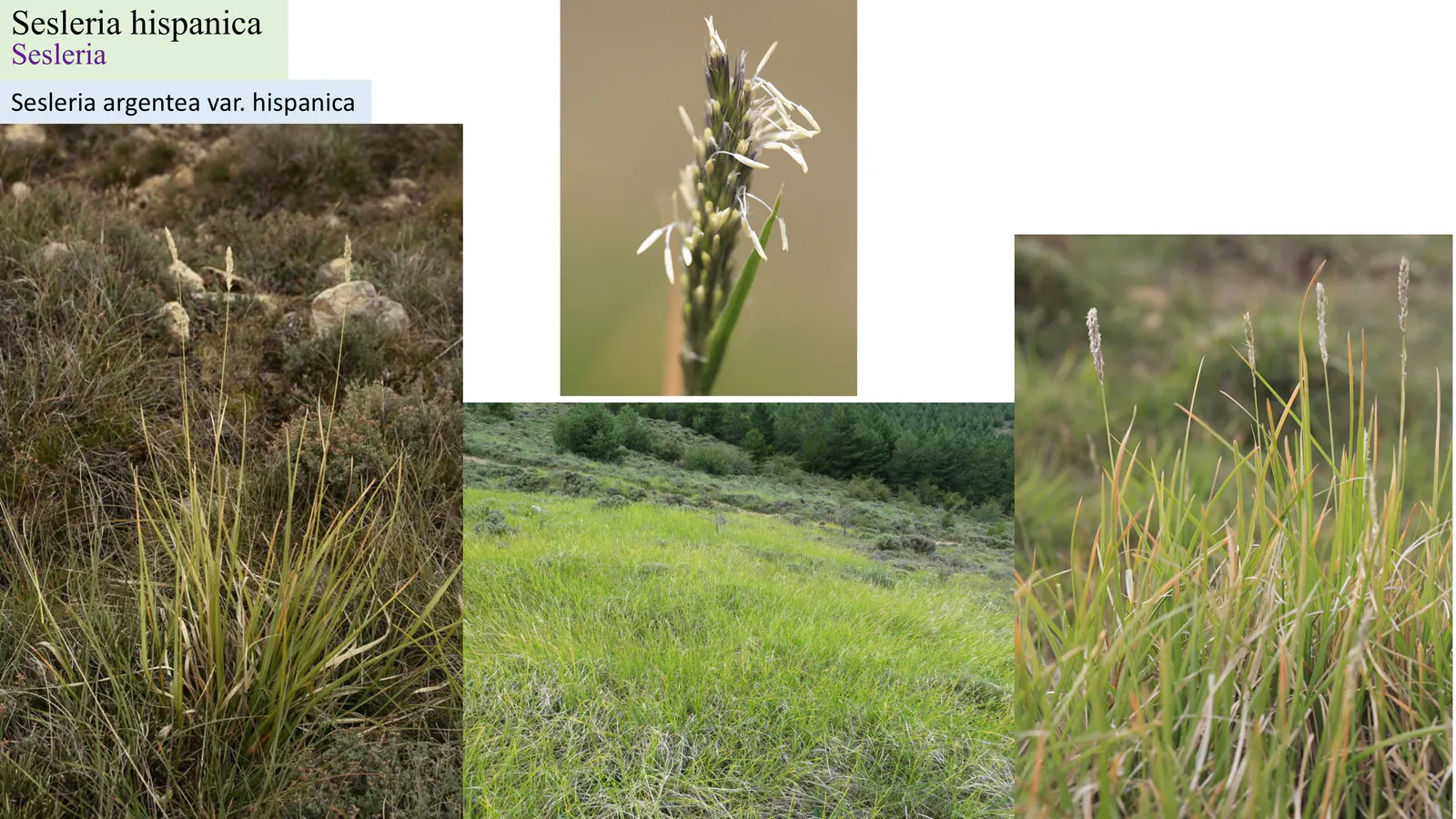 Sesleria hispanica