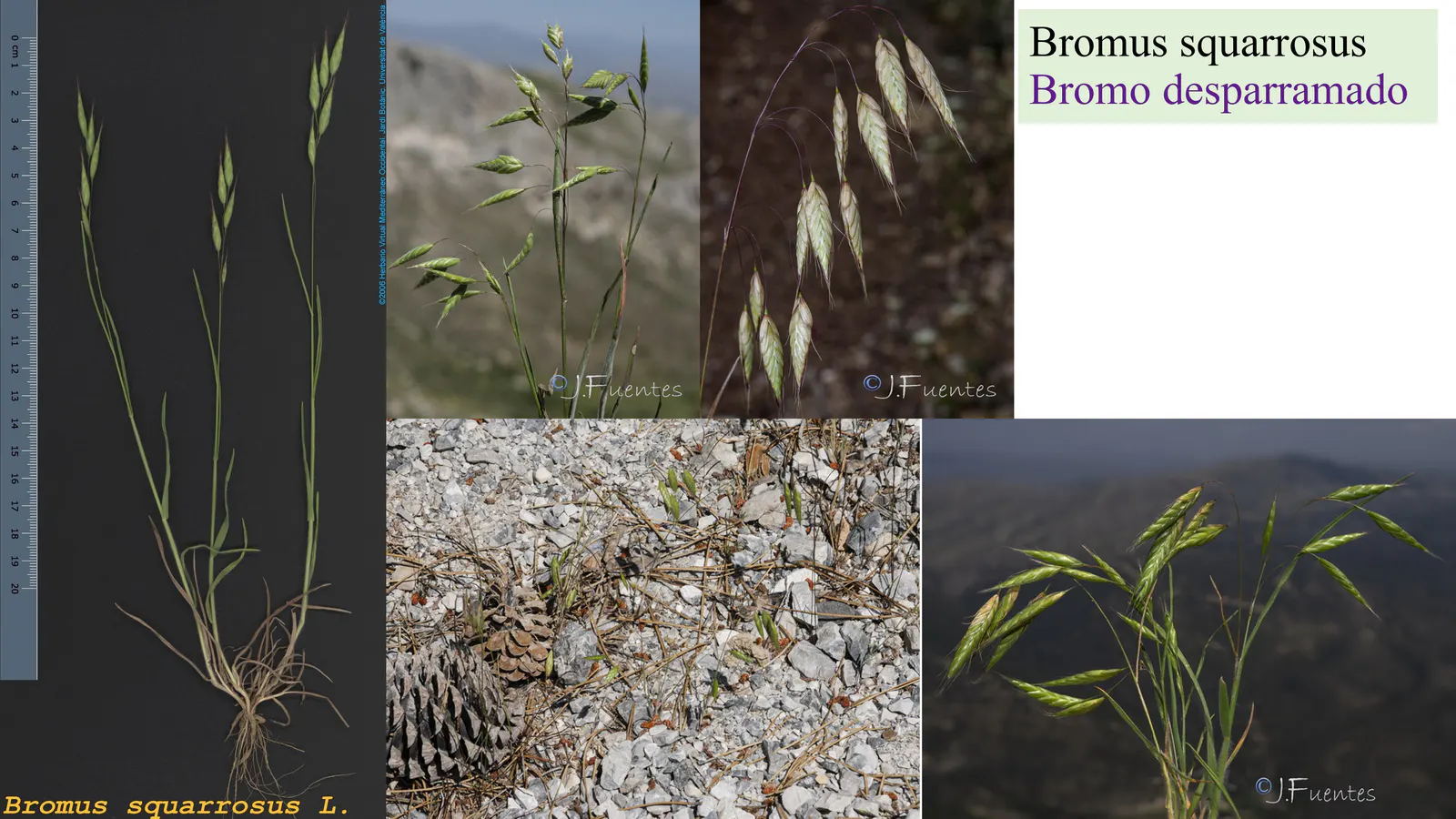 Bromus squarrosus
