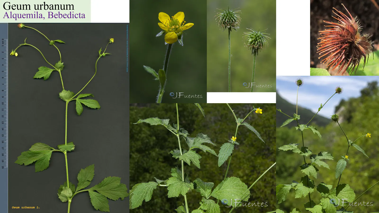 Geum urbanum