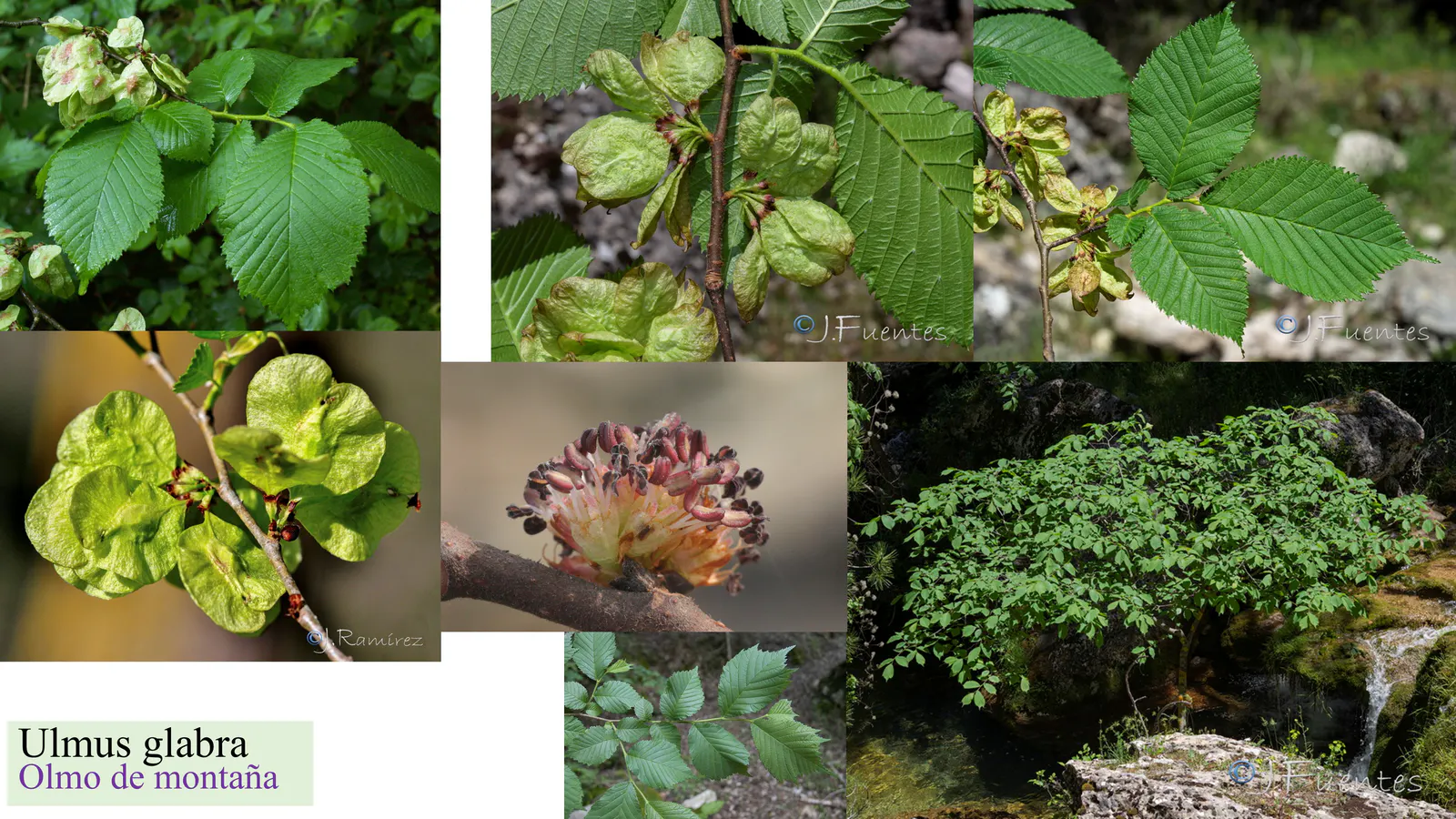 Ulmus glabra