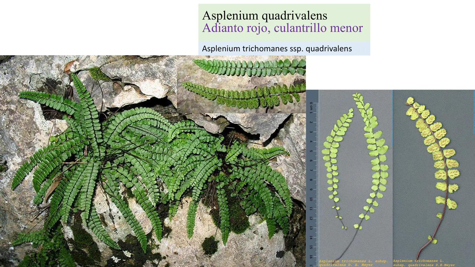 Asplenium quadrivalens