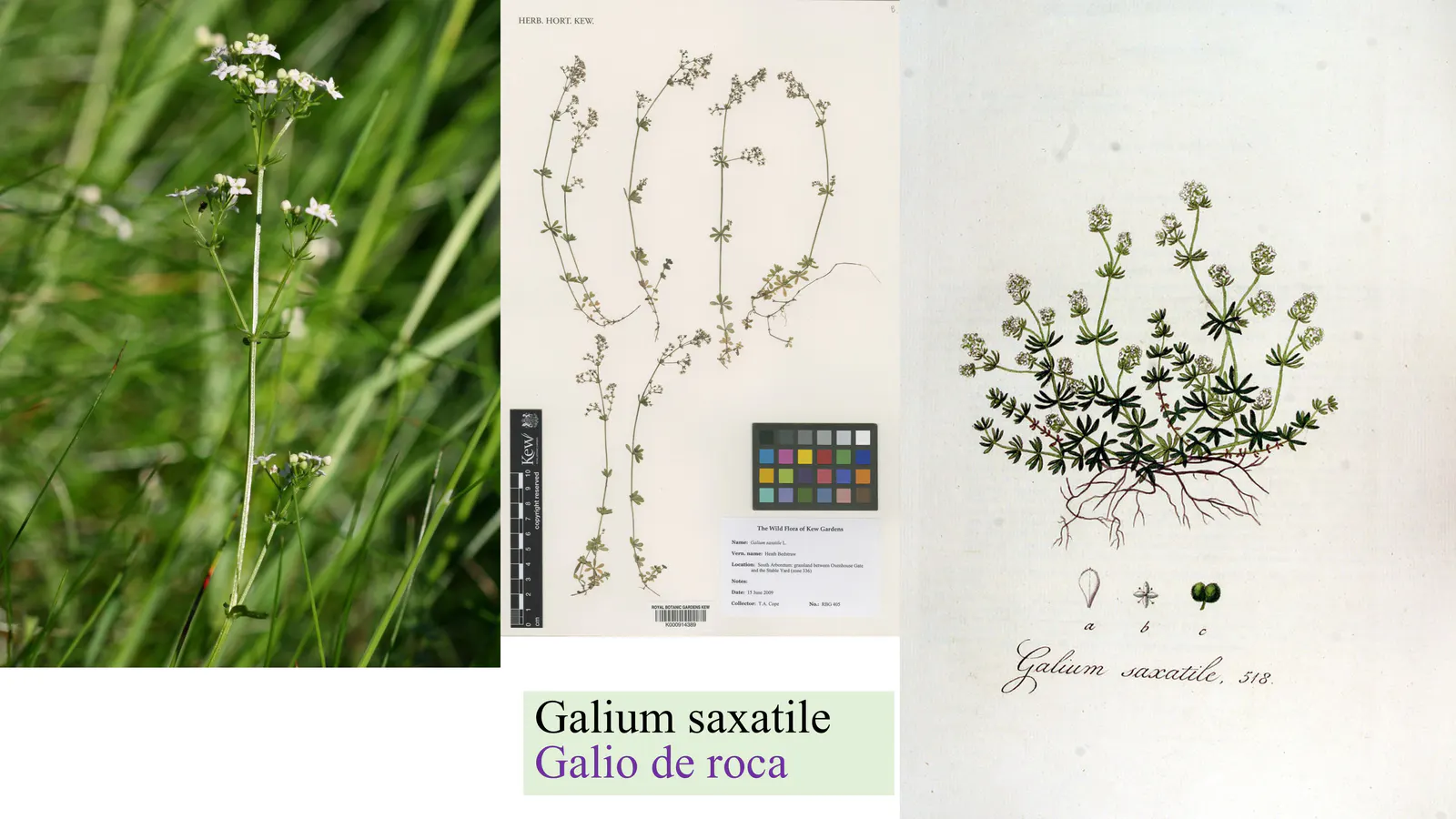 Galium saxatile