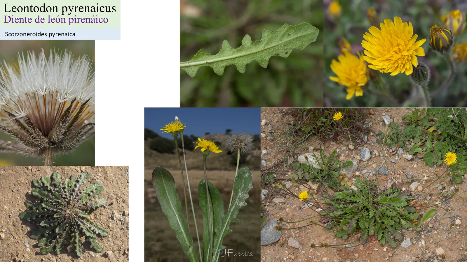 Leontodon pyrenaicus