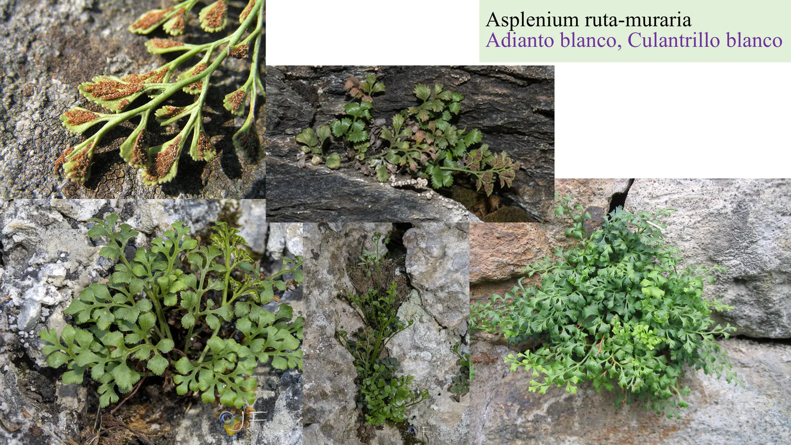 Asplenium ruta-muraria