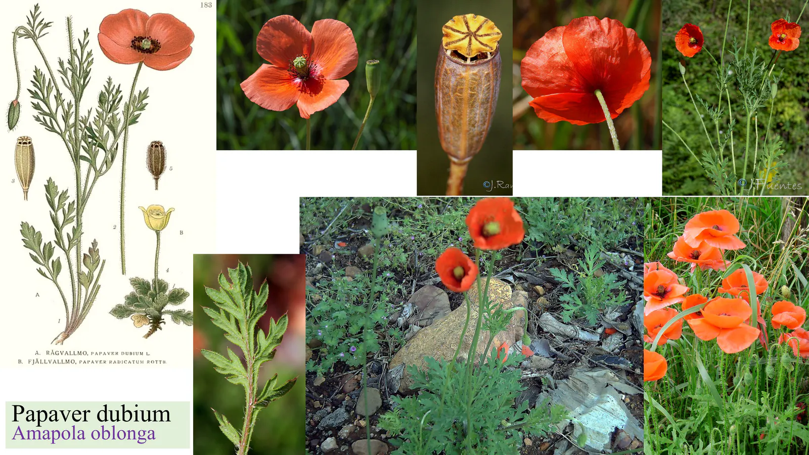 Papaver dubium