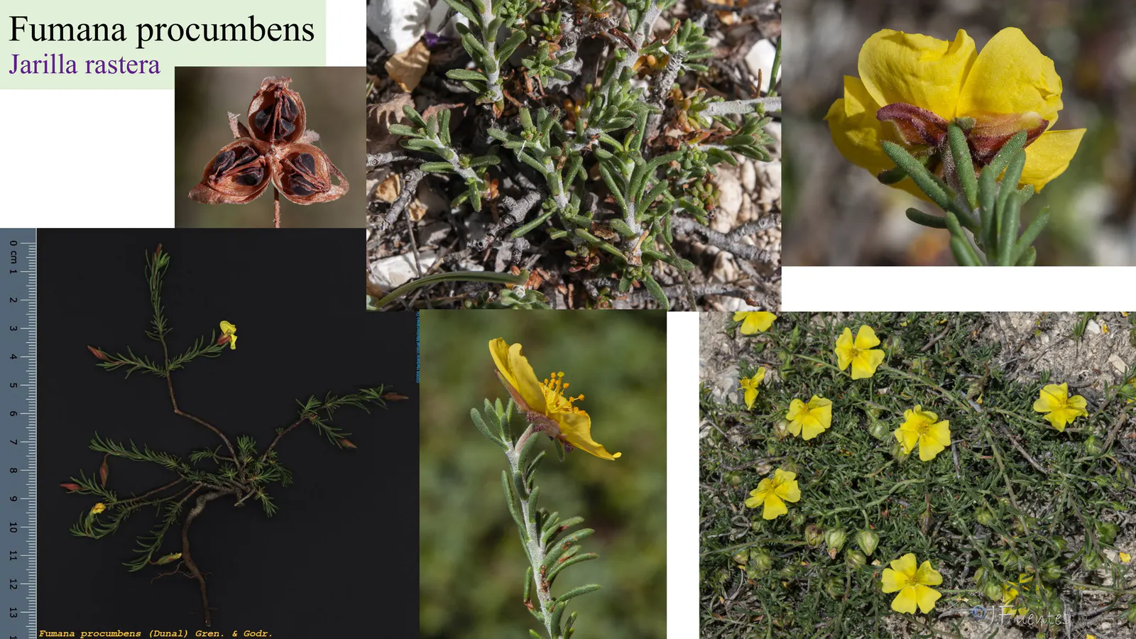 Fumana procumbens