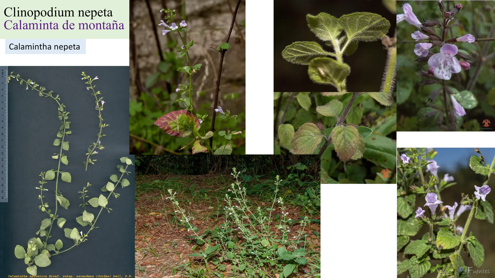 Clinopodium nepeta