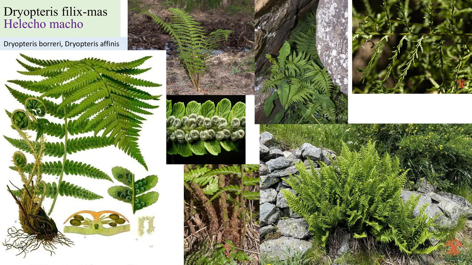 Dryopteris filix-mas