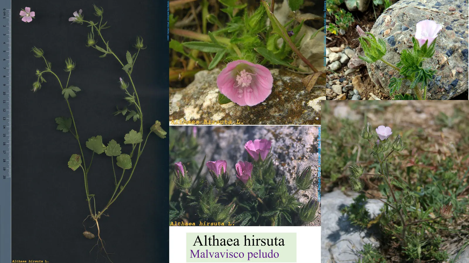 Althaea hirsuta